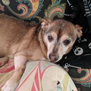 Meet your Posher, Pat